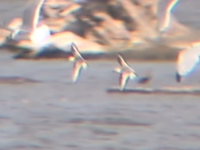 Sanderling - ML642063133