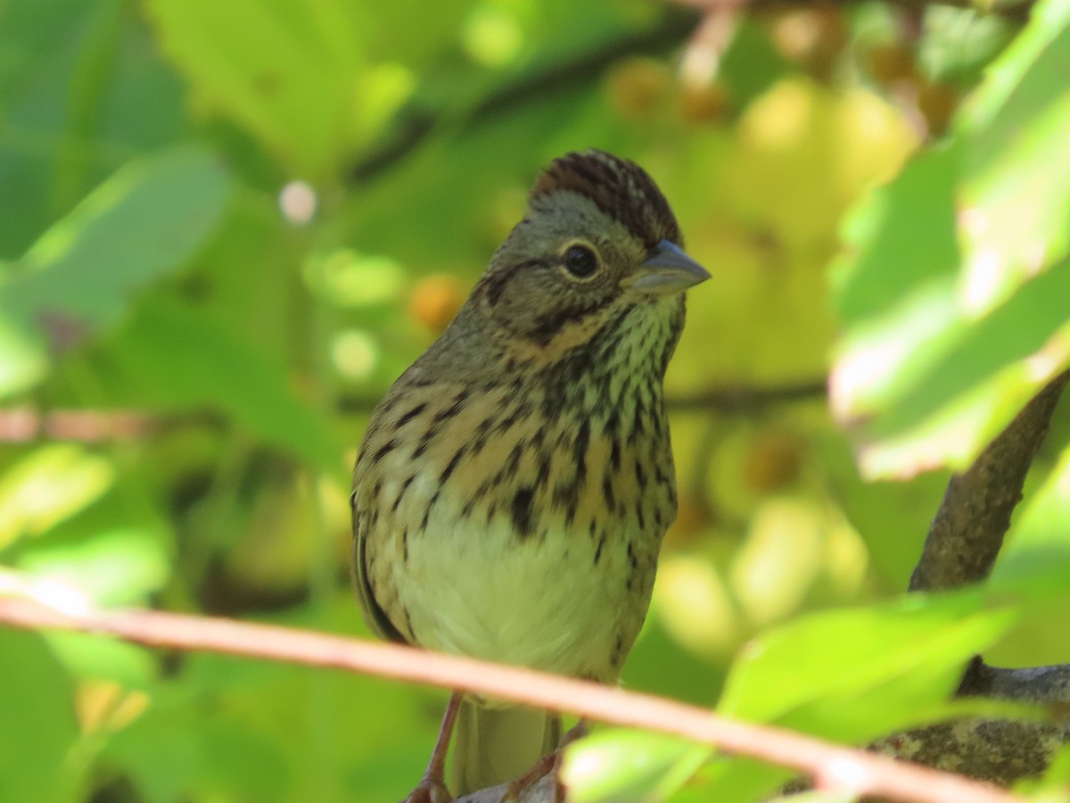 strnadec pruhohlavý - ML642063142