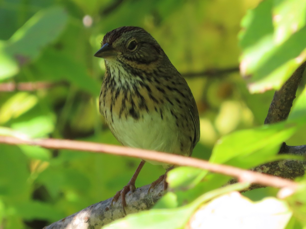 strnadec pruhohlavý - ML642063148