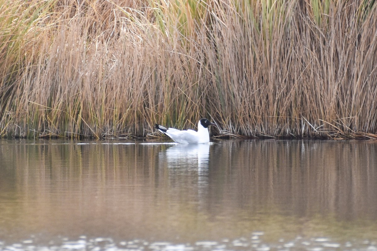 Andean Gull - ML642063150
