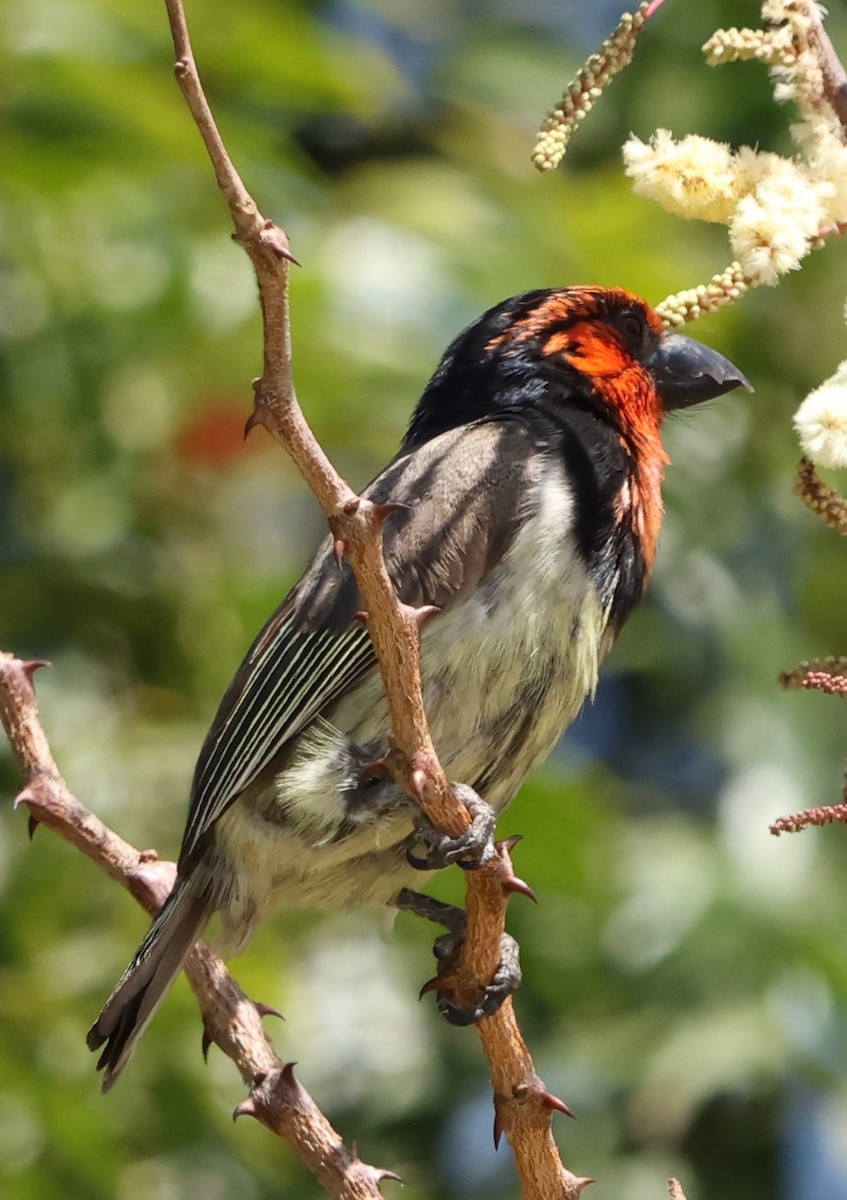 Black-collared Barbet - ML642063151