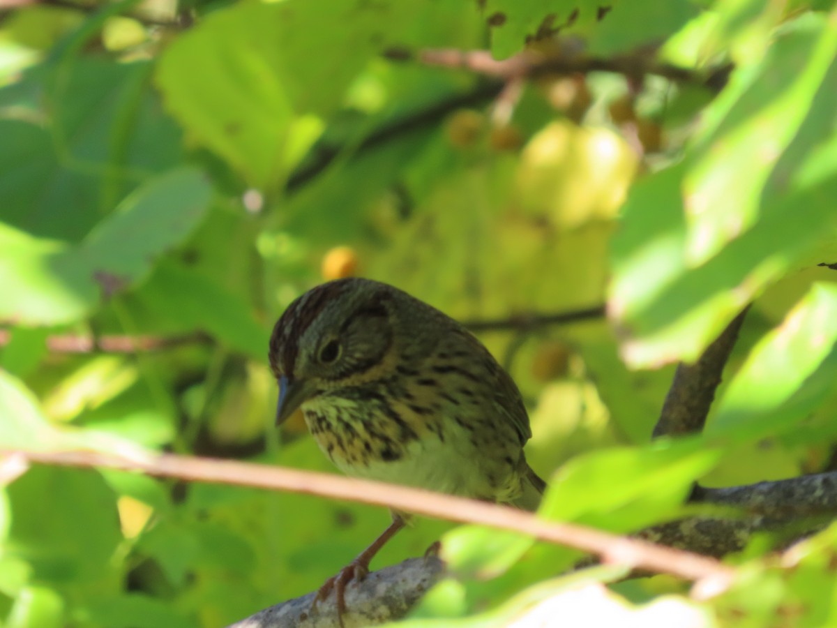 strnadec pruhohlavý - ML642063154