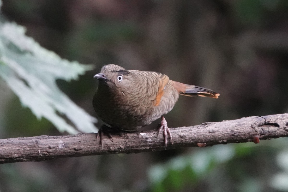Blue-winged Laughingthrush - ML642063160