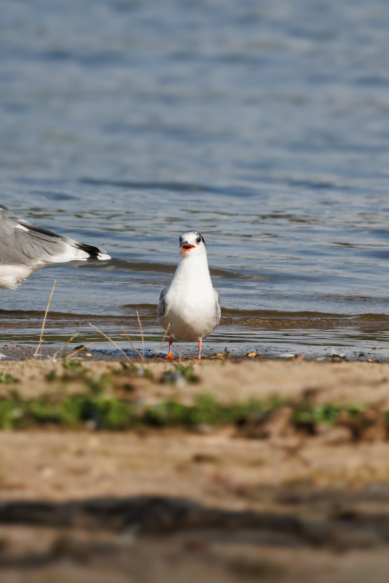 Common Tern - ML642063161