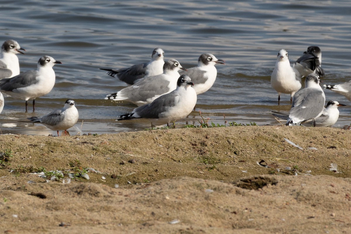 Common Tern - ML642063163