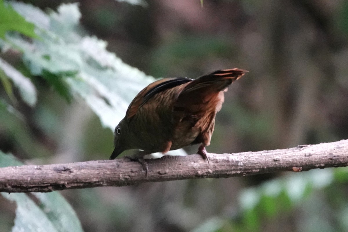 Blue-winged Laughingthrush - ML642063165