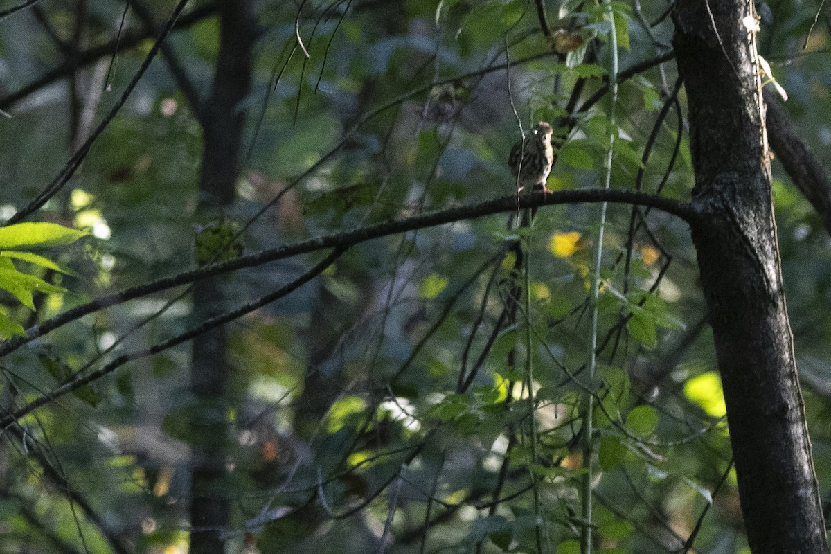 Ovenbird - ML642063169
