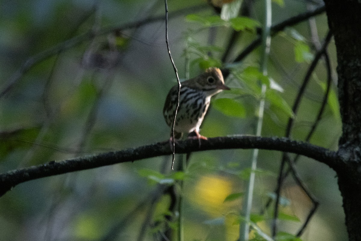 Ovenbird - ML642063172