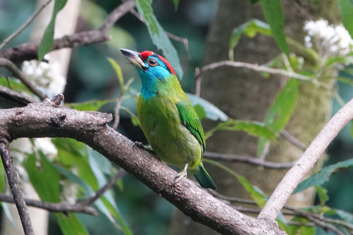 Blue-throated Barbet - ML642063173