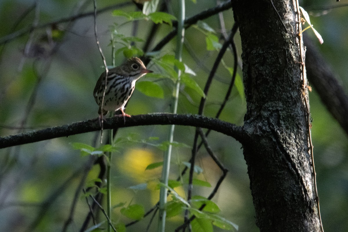 Ovenbird - ML642063178
