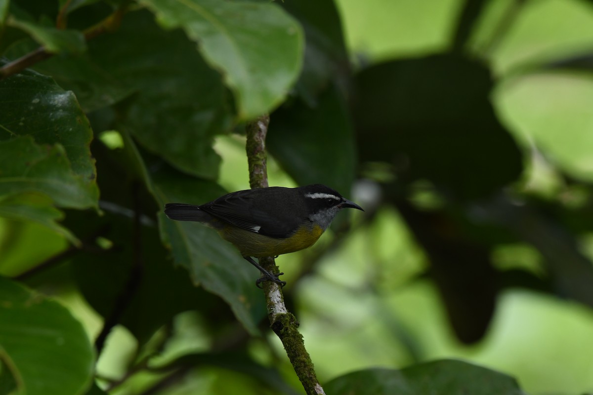 Zuckervogel - ML642063193