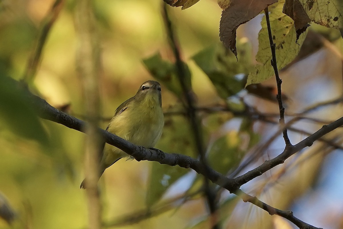 Philadelphia Vireo - ML642063214