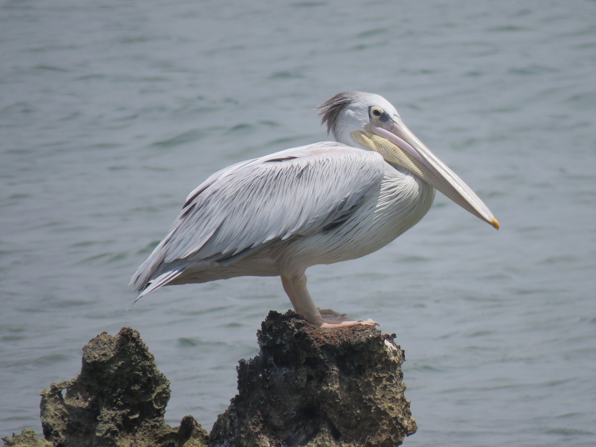 Pelícano Rosado - ML642063215