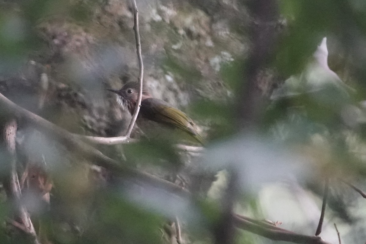 Mountain Bulbul - ML642063222