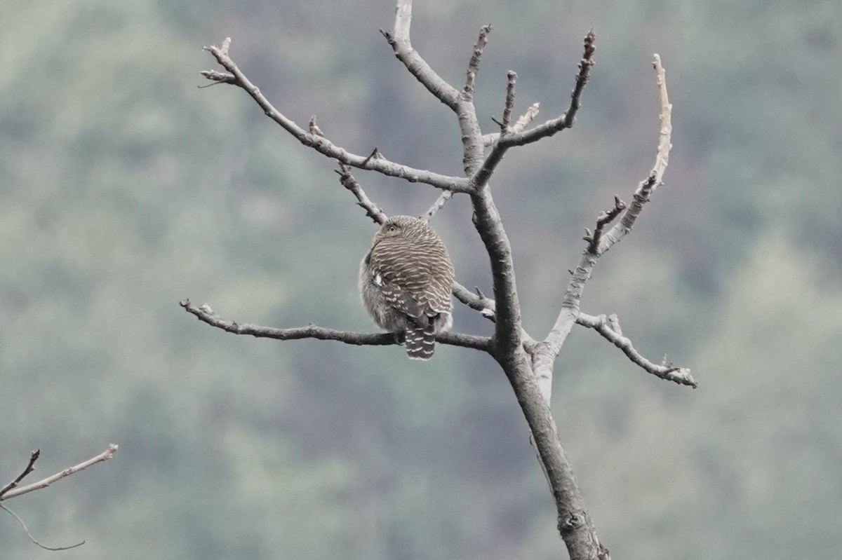Asian Barred Owlet - ML642063229
