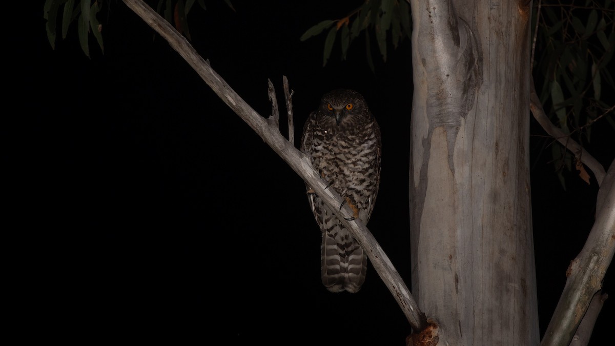 Powerful Owl - ML642063233