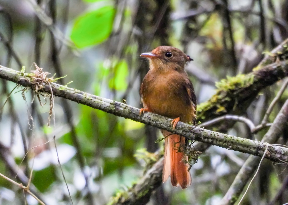 Atlantic Royal Flycatcher - ML642063242