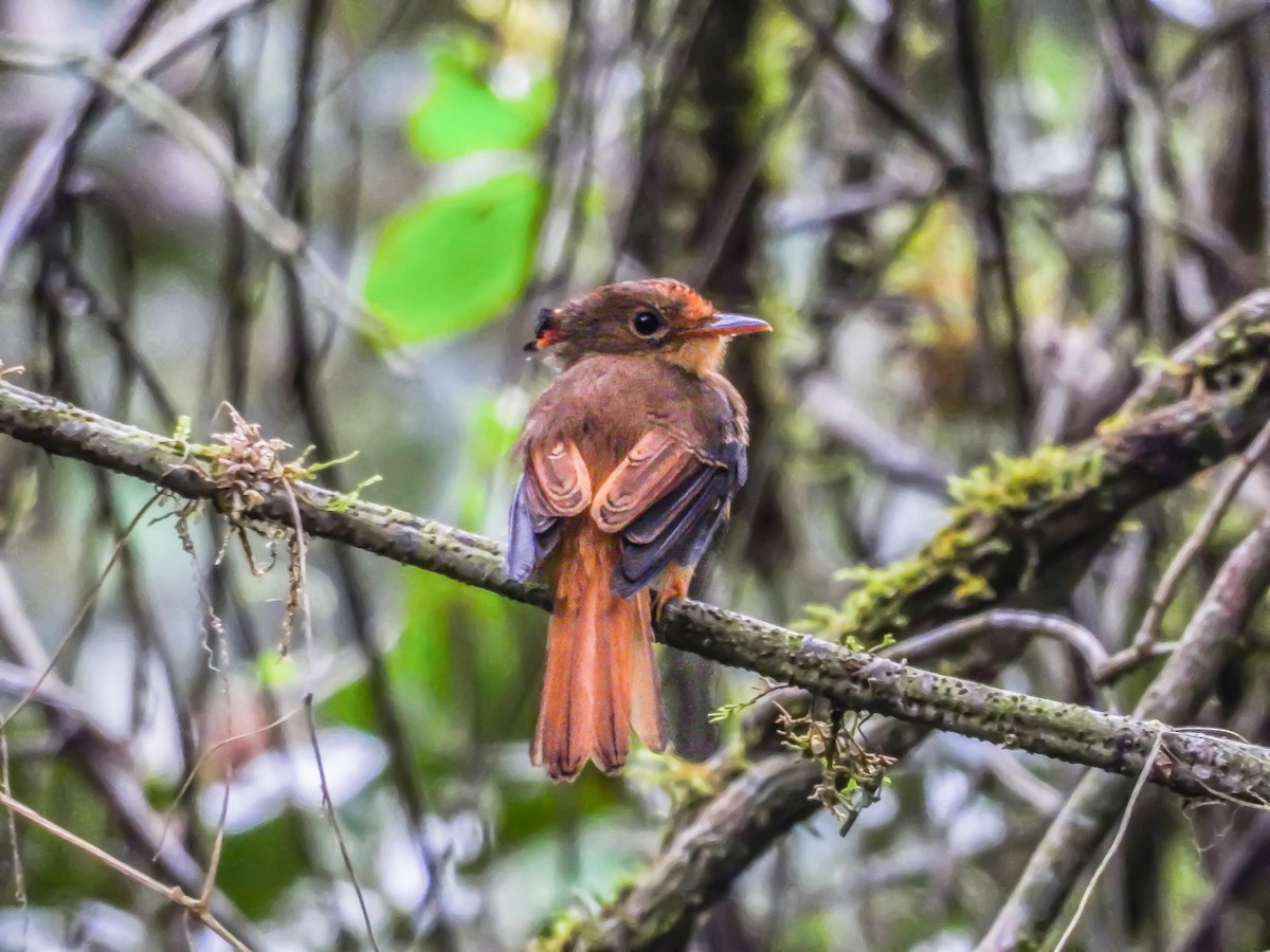 Atlantic Royal Flycatcher - ML642063243