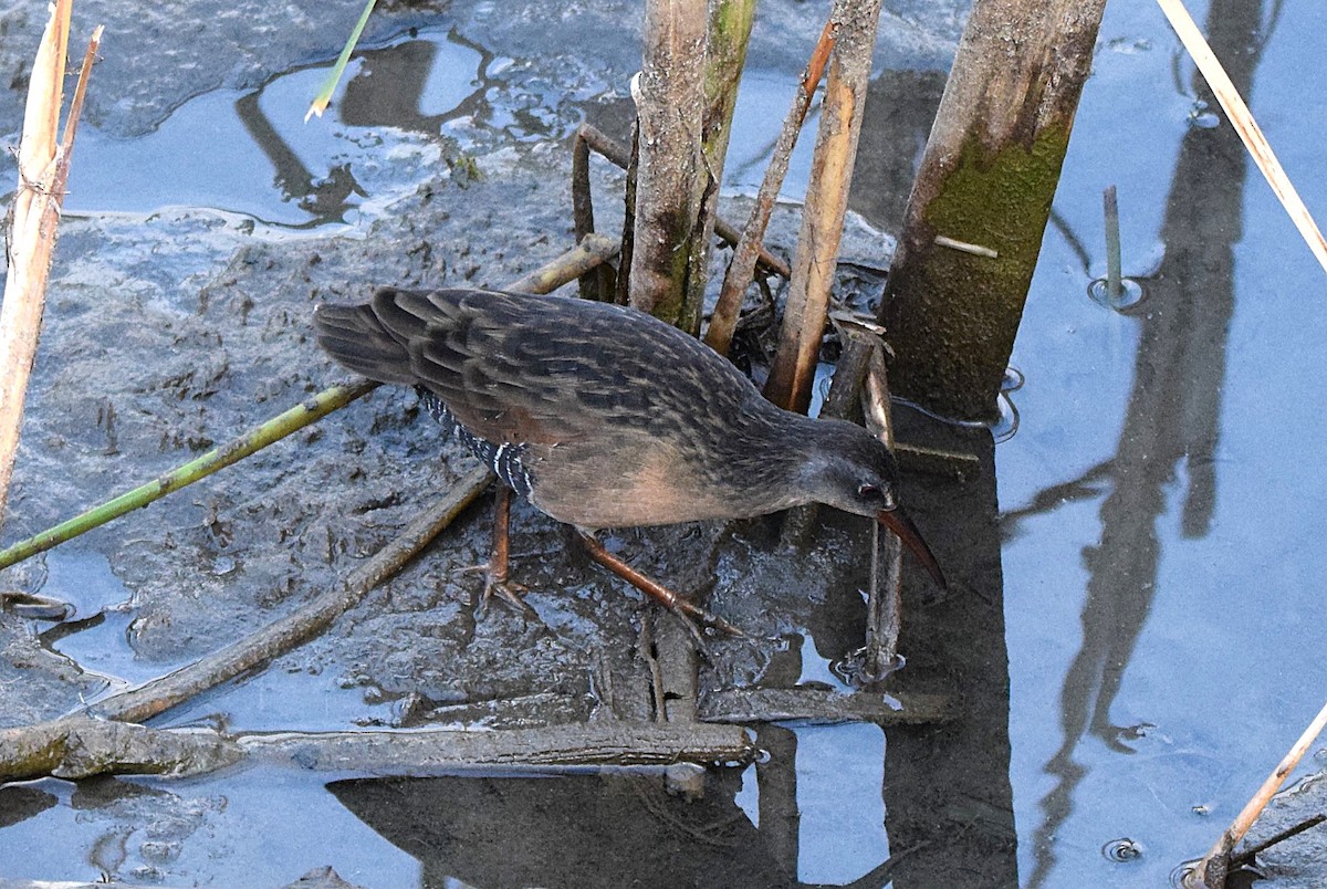 Virginia Rail - ML642063256