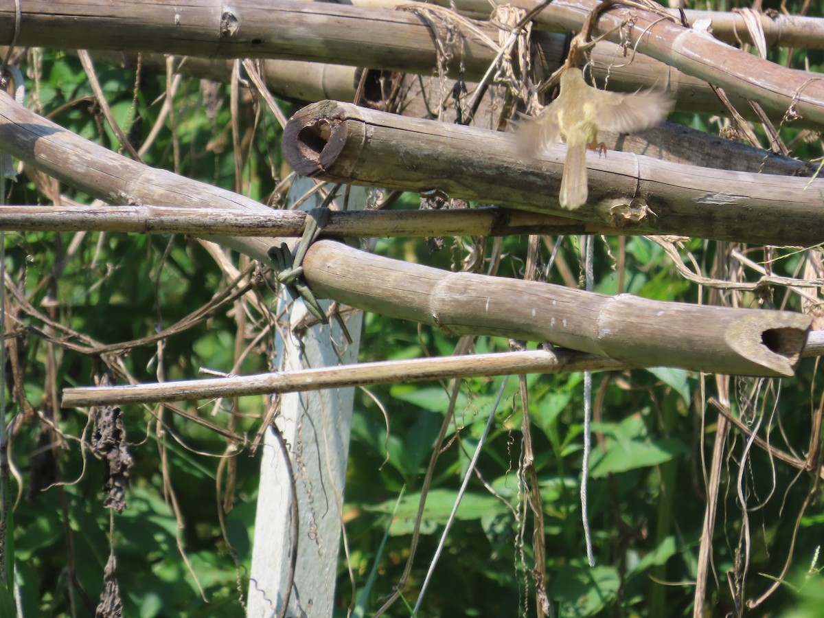 Plain Prinia - ML642063261