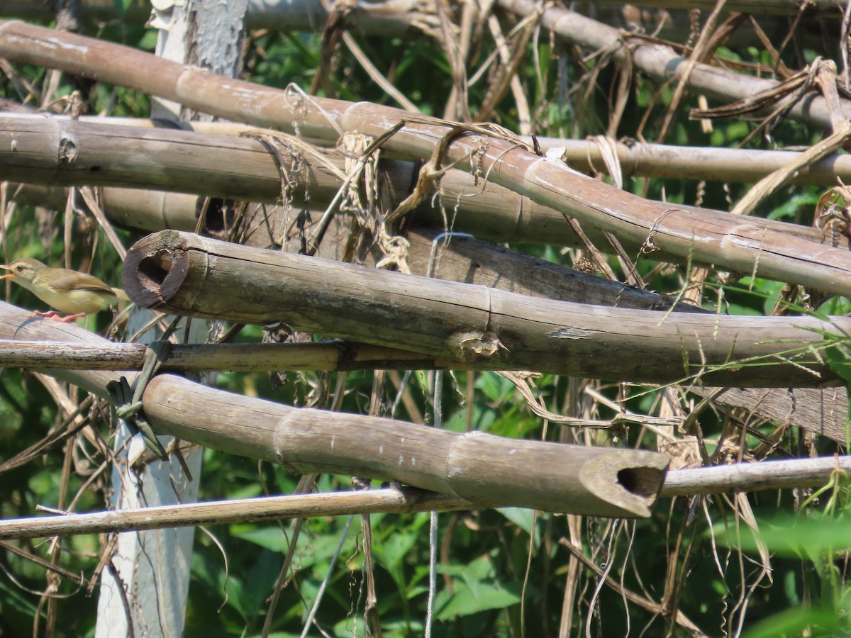 Prinia Sencilla - ML642063262