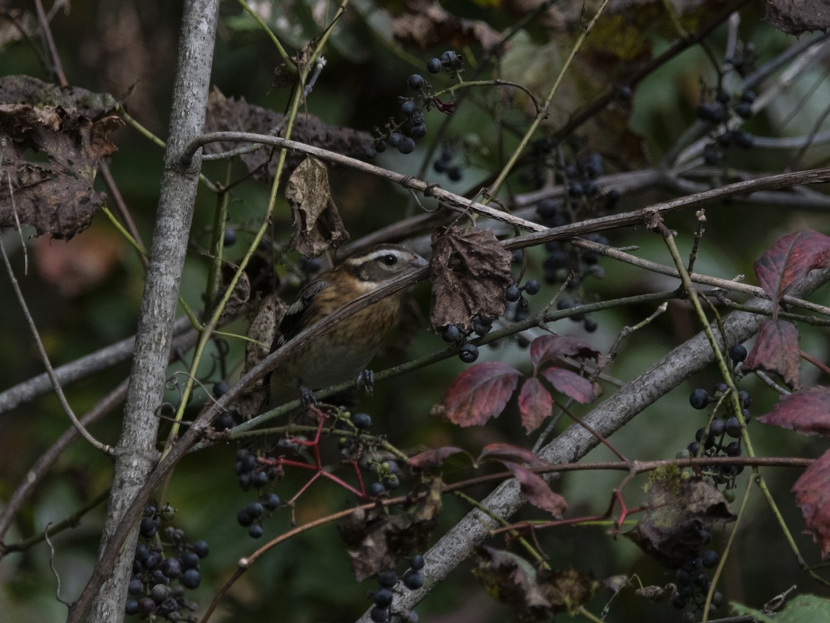 Rose-breasted Grosbeak - ML642063272
