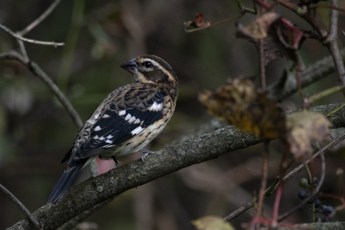 Rose-breasted Grosbeak - ML642063278