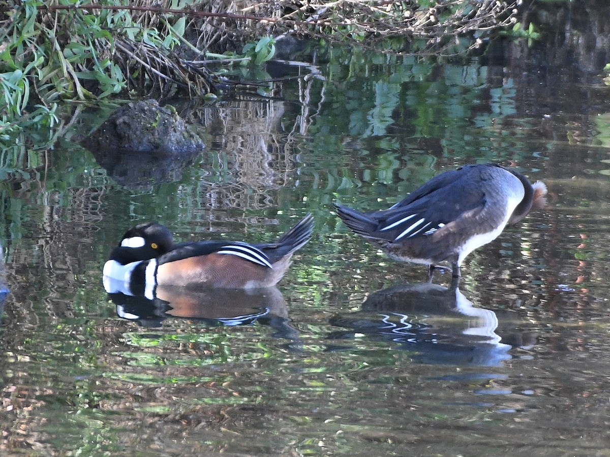 Hooded Merganser - ML642063279