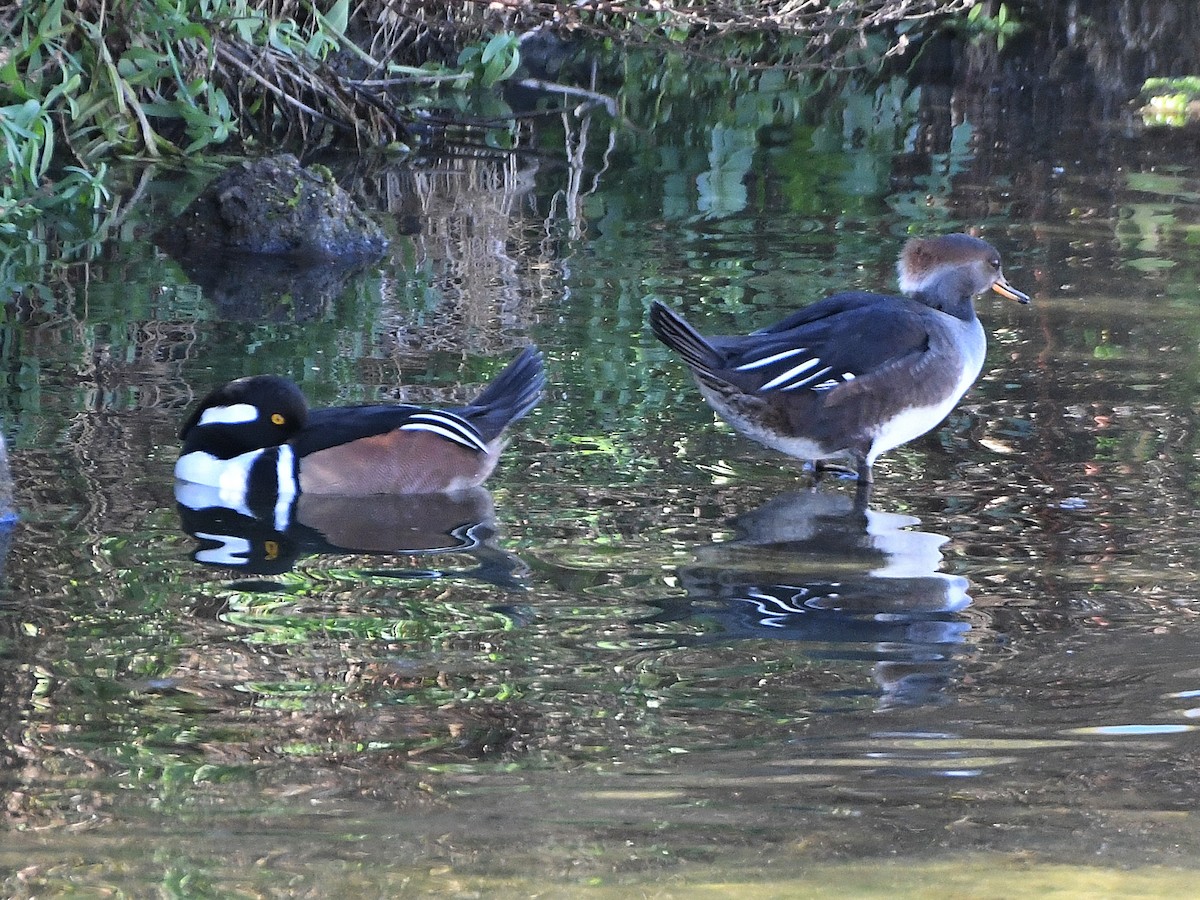 Hooded Merganser - ML642063281