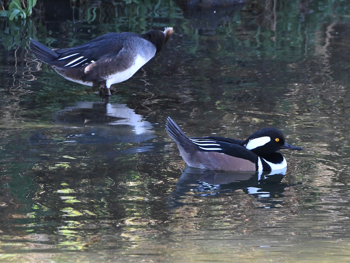 Hooded Merganser - ML642063282