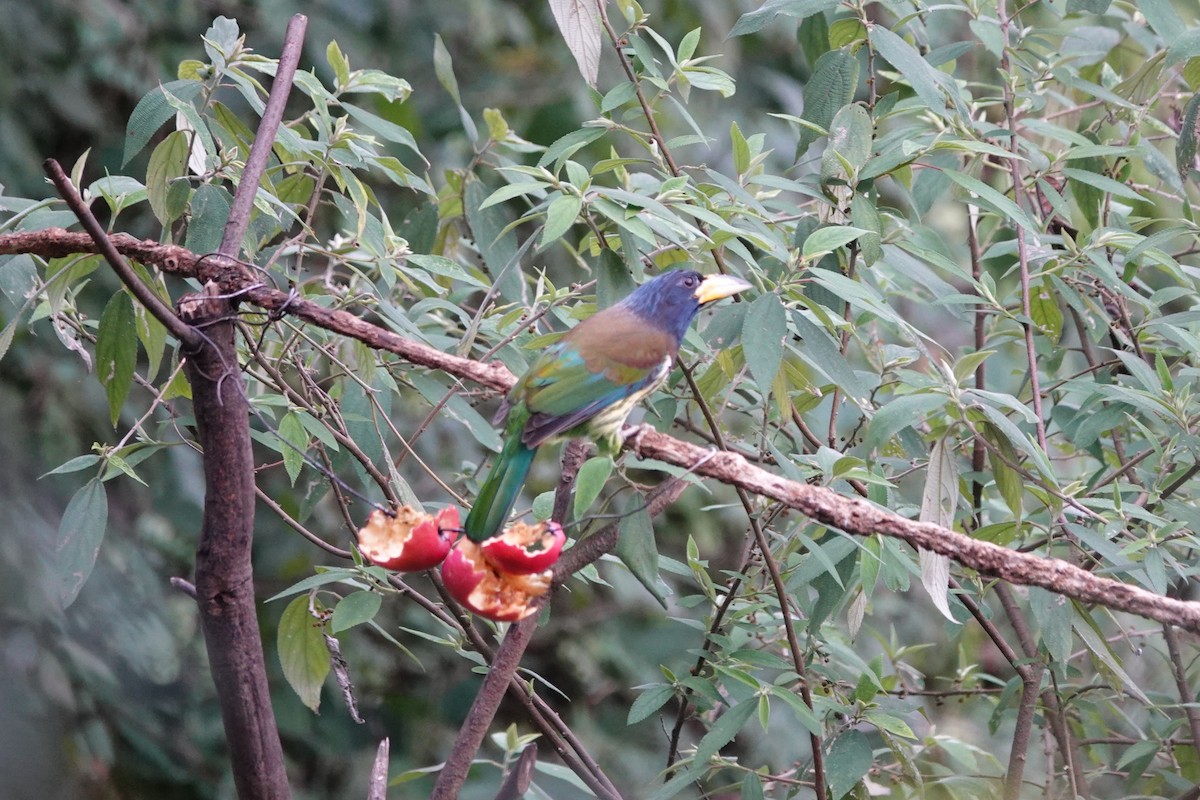 Great Barbet - ML642063283