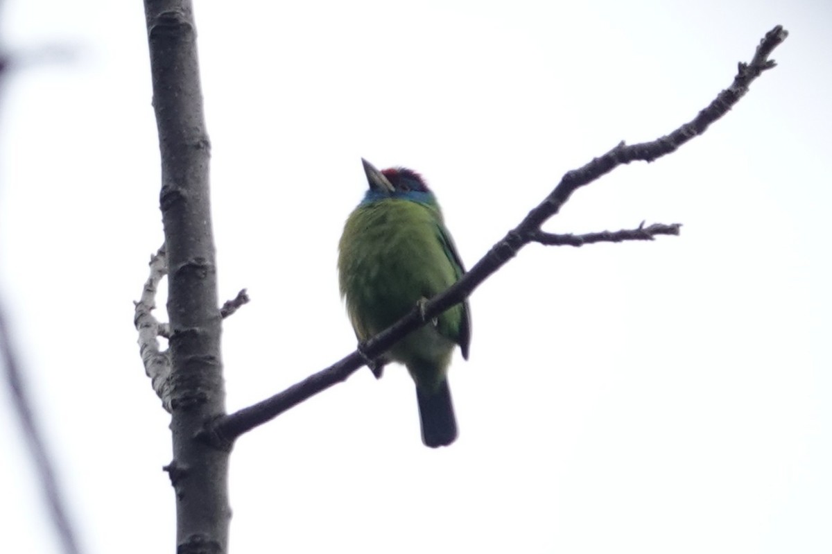 Blue-throated Barbet - ML642063284