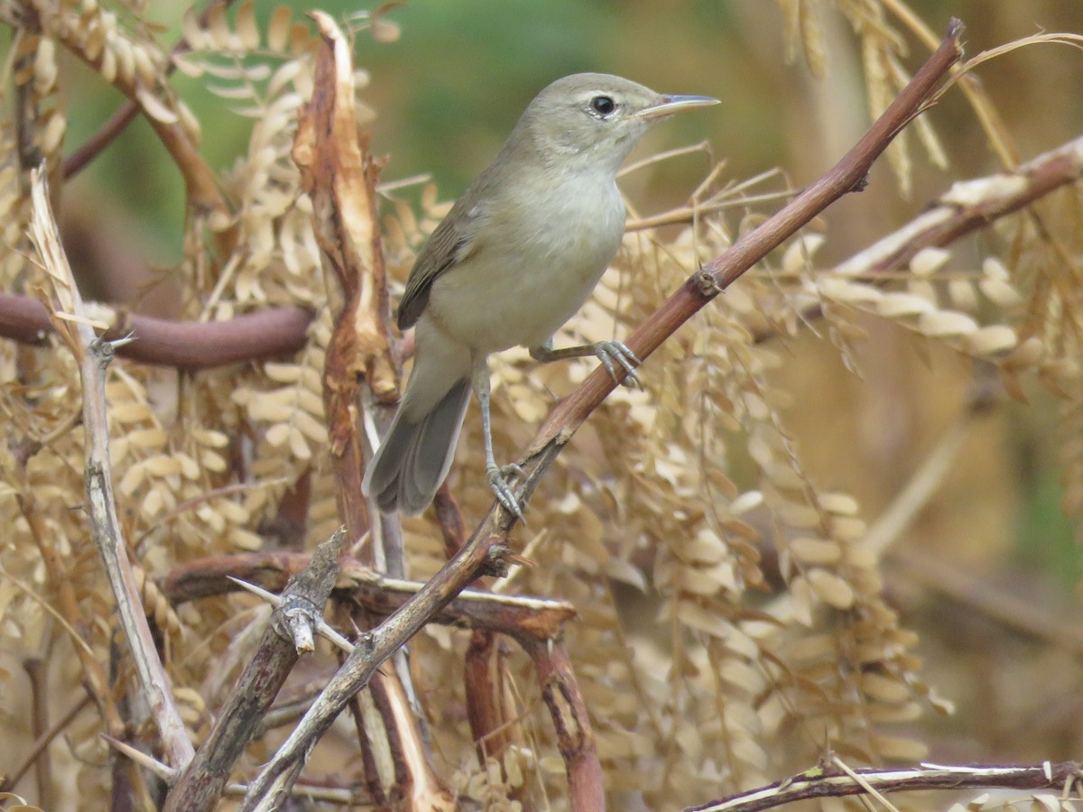 Eastern Olivaceous Warbler - ML642063293