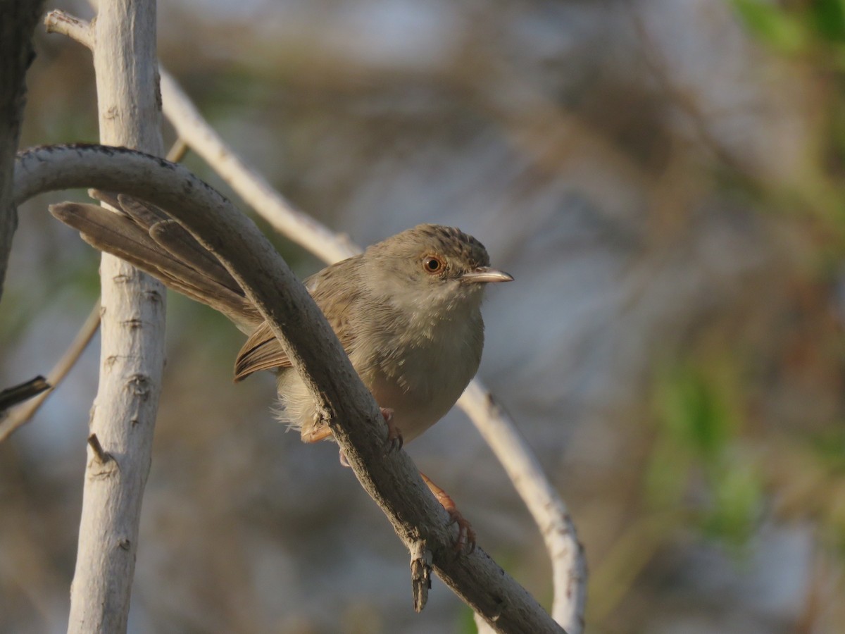 Graceful Prinia - ML642063304