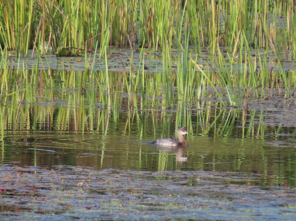 Pied-billed Grebe - ML642063309