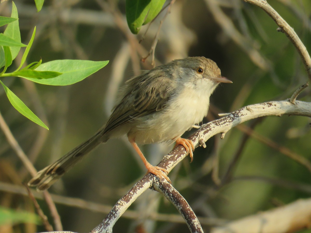 Graceful Prinia - ML642063313