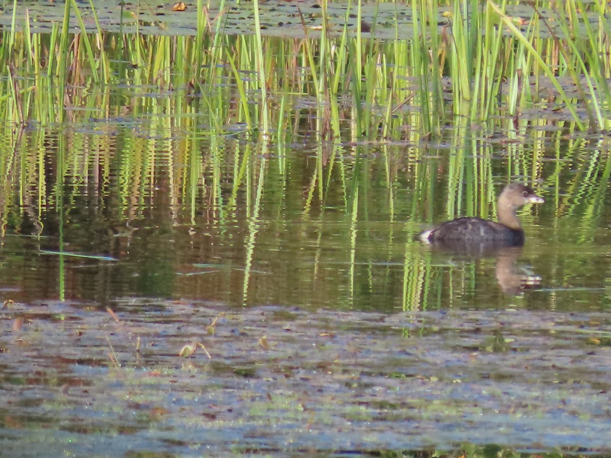 Pied-billed Grebe - ML642063317