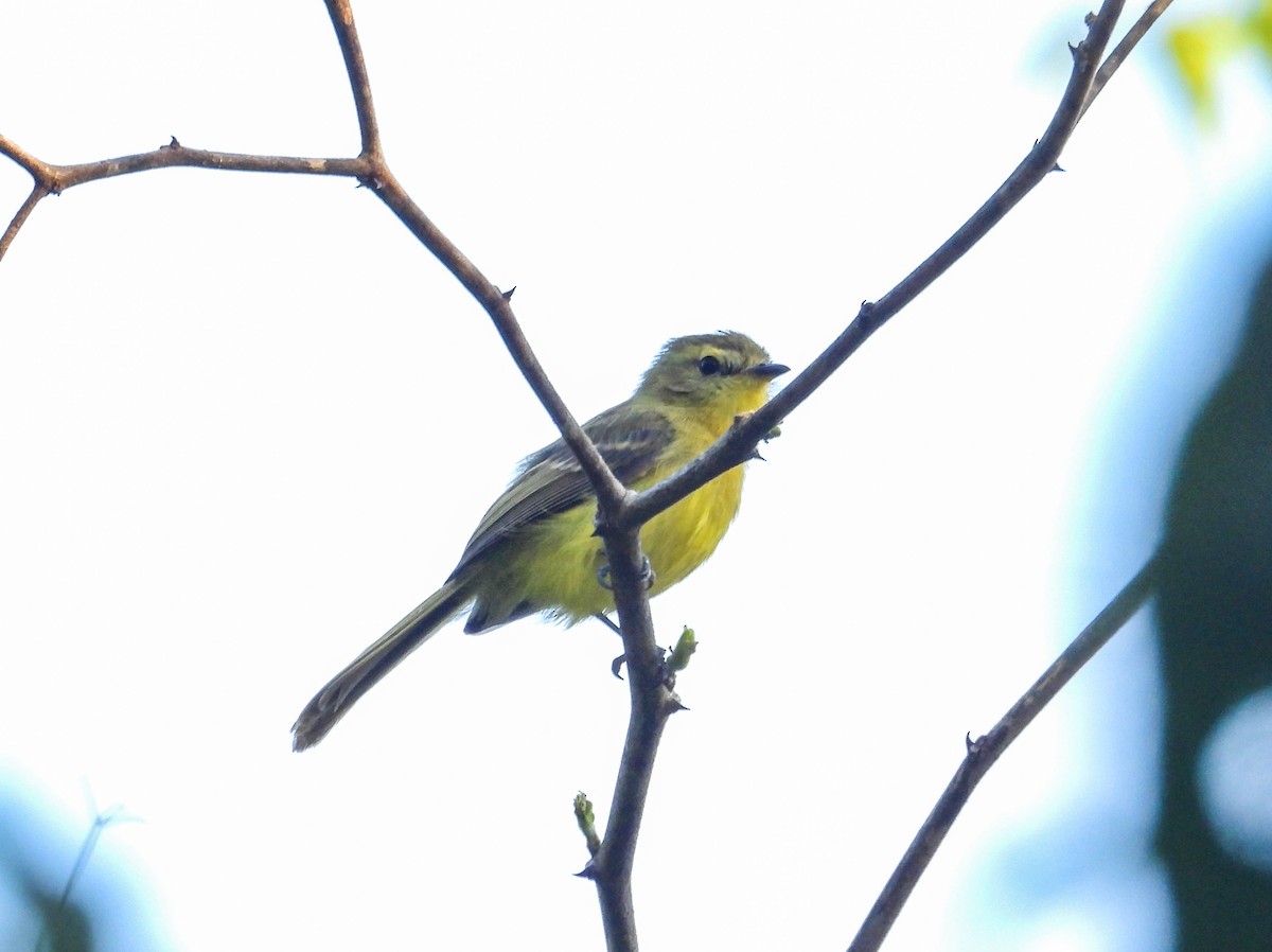 Yellow Tyrannulet - ML642063327