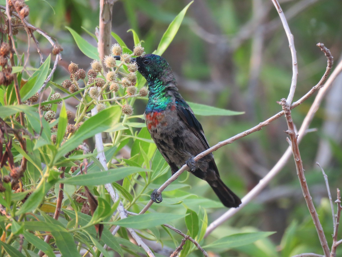 Abyssinian Sunbird - ML642063331