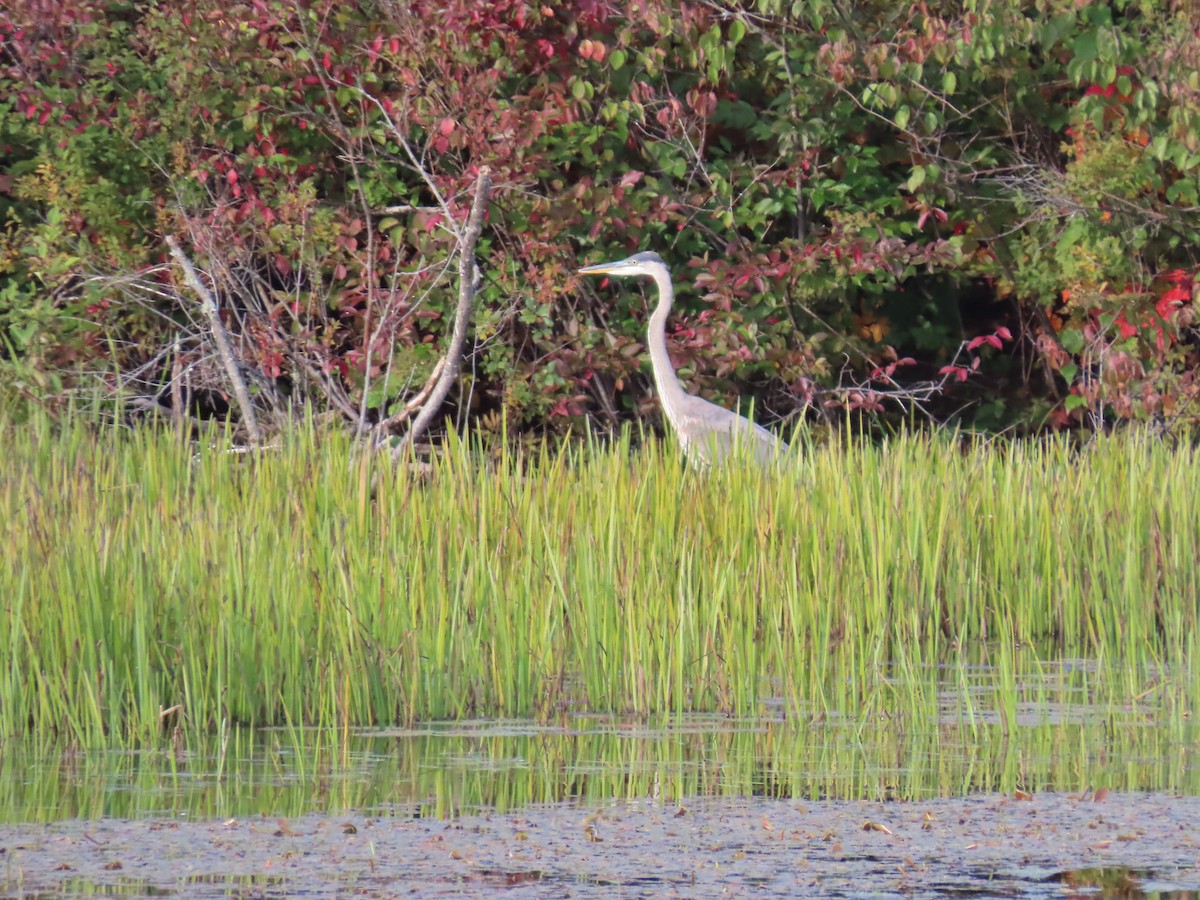 Great Blue Heron - ML642063333