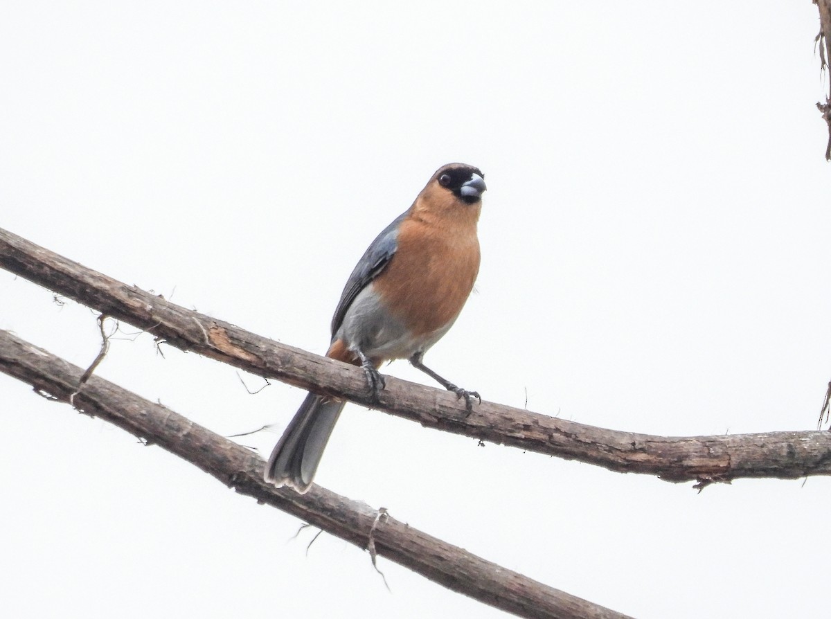 Cinnamon Tanager - ML642063339