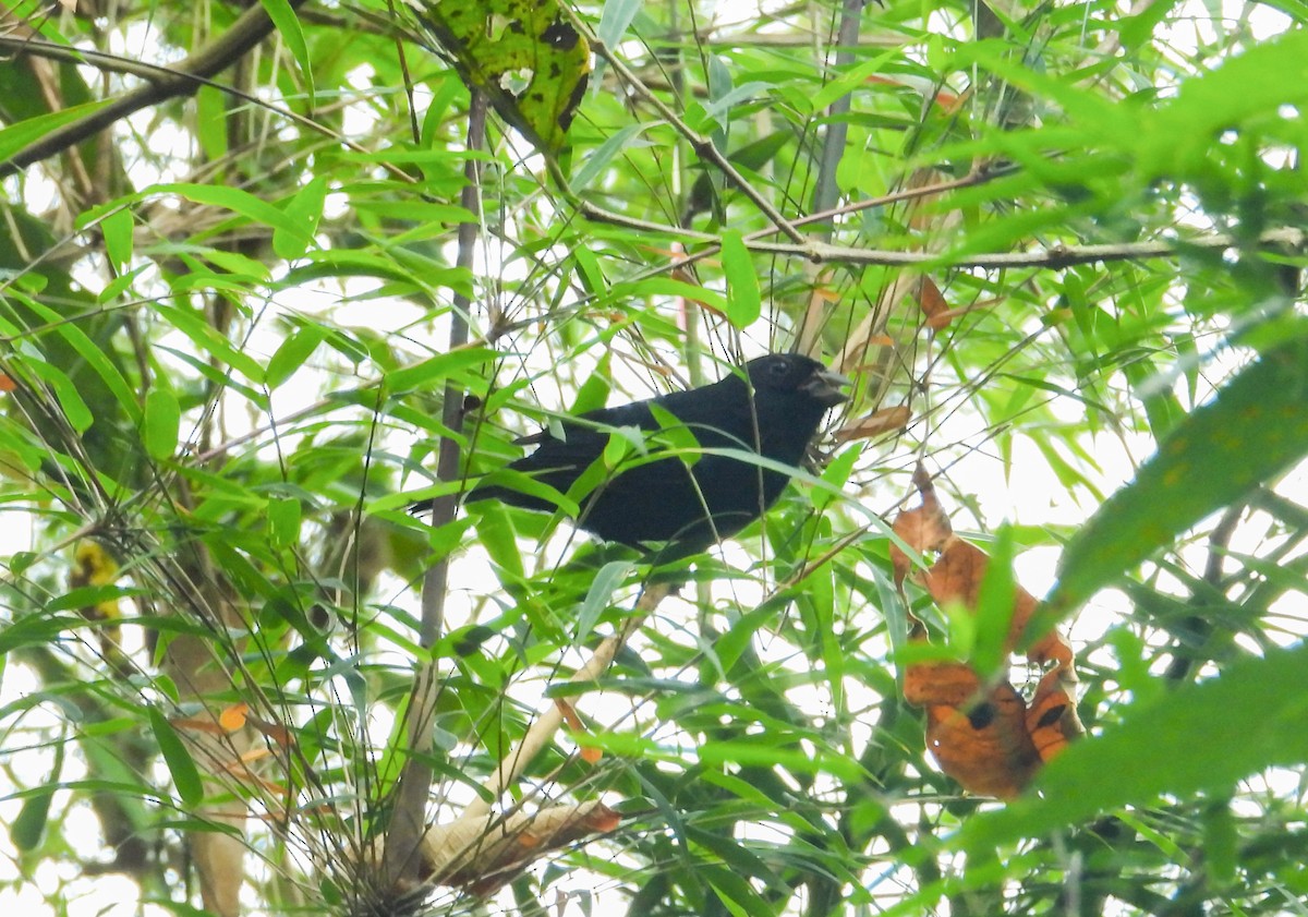 Blackish-blue Seedeater - ML642063345