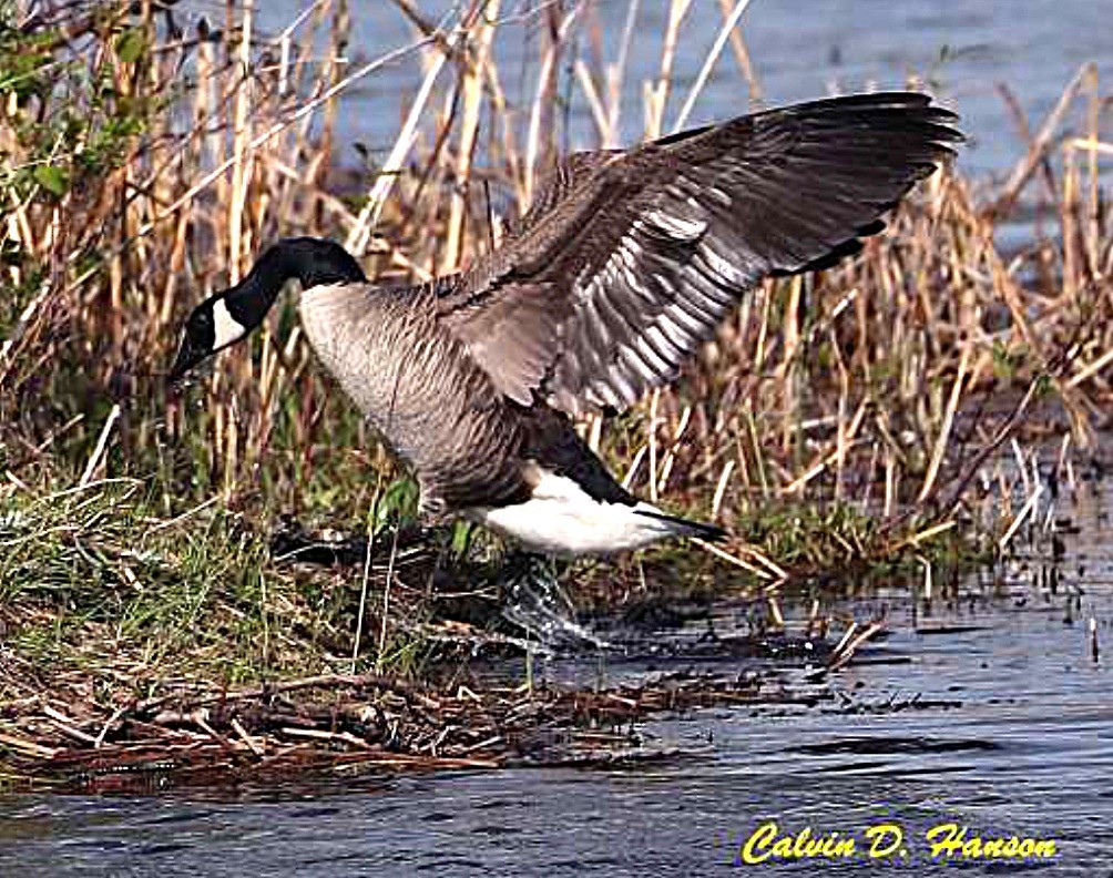 Canada Goose - ML642063359
