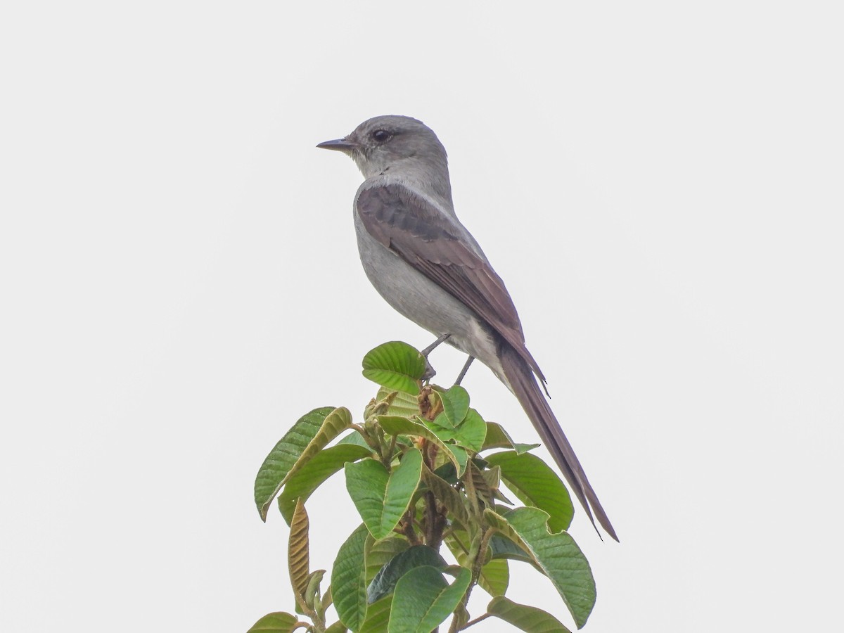 Shear-tailed Gray Tyrant - ML642063361