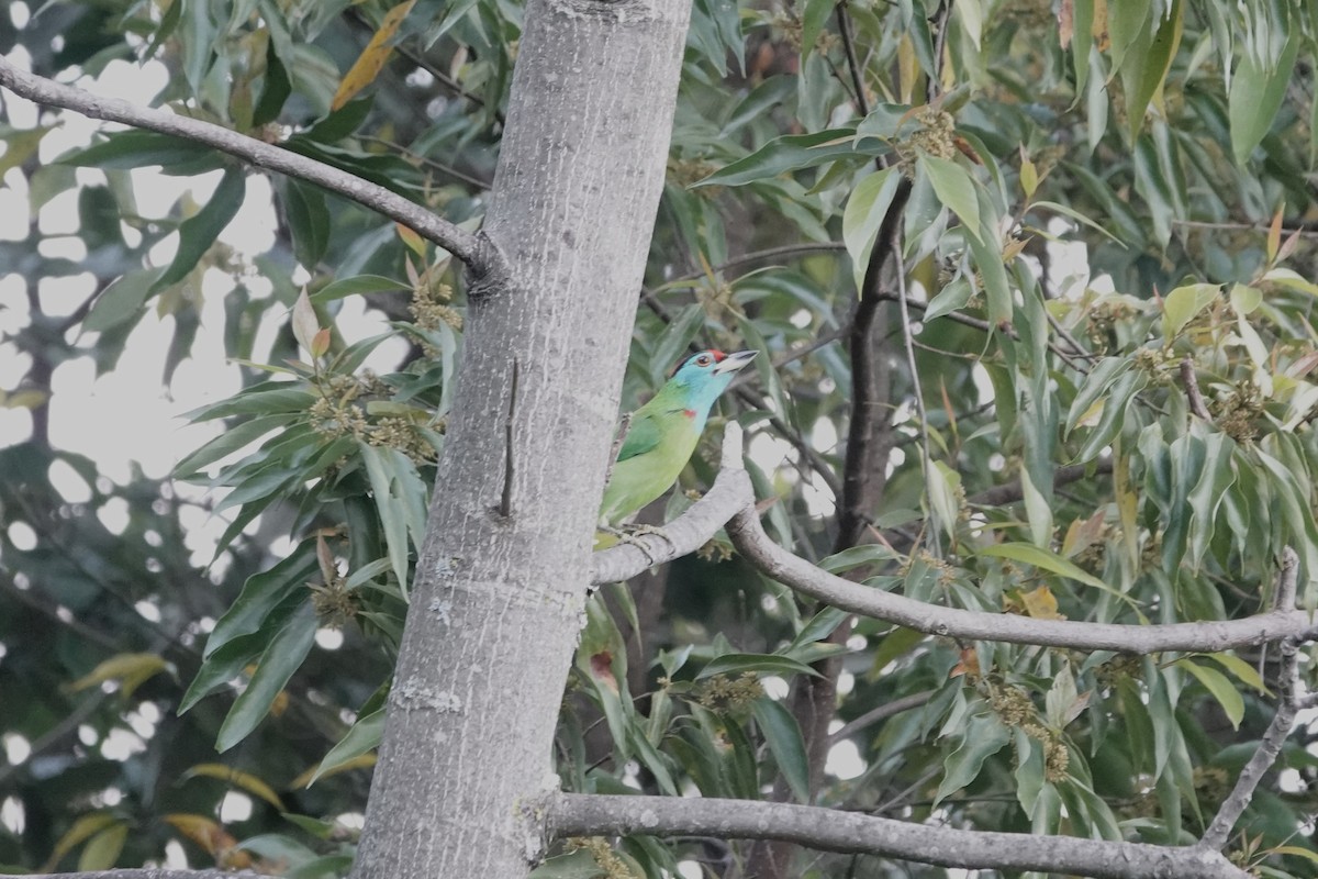 Blauwangen-Bartvogel - ML642063385