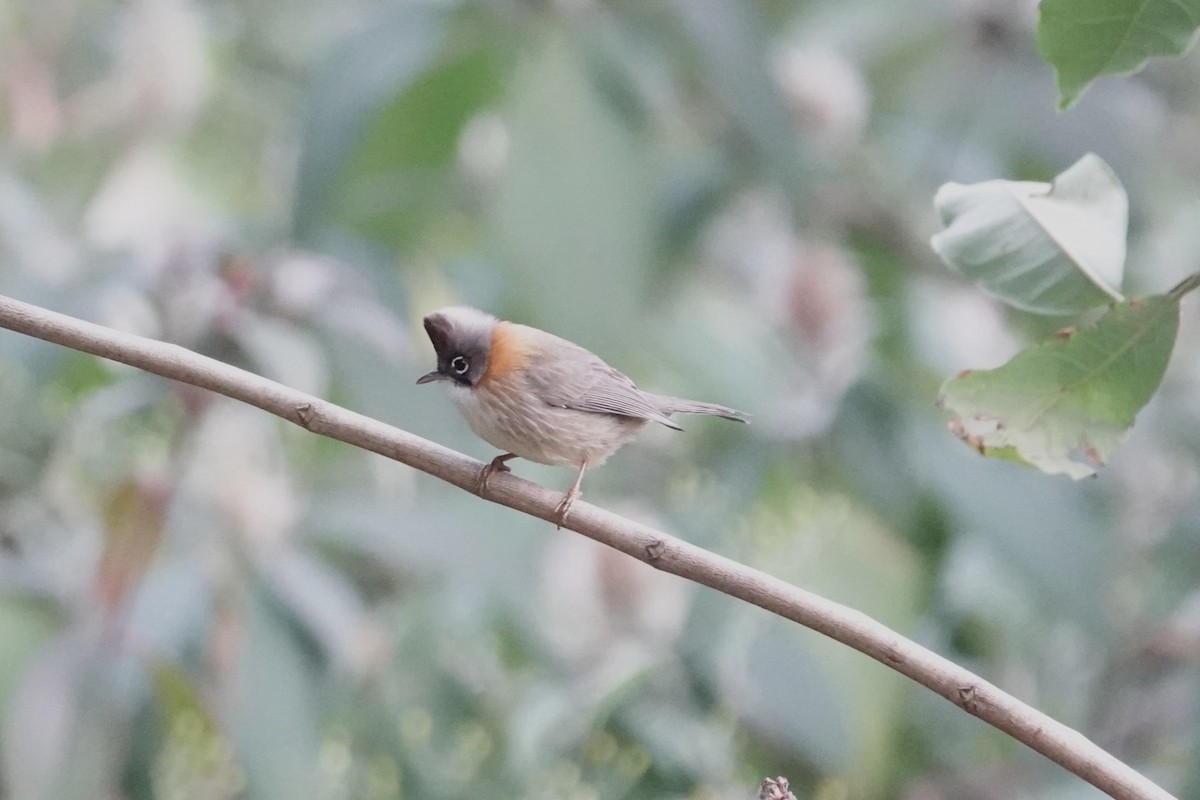 Gelbnackenyuhina - ML642063387