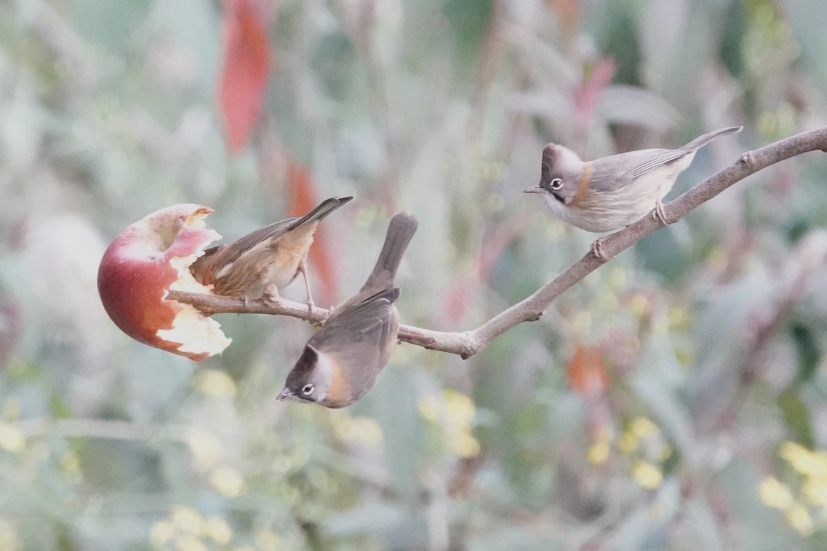 Gelbnackenyuhina - ML642063388