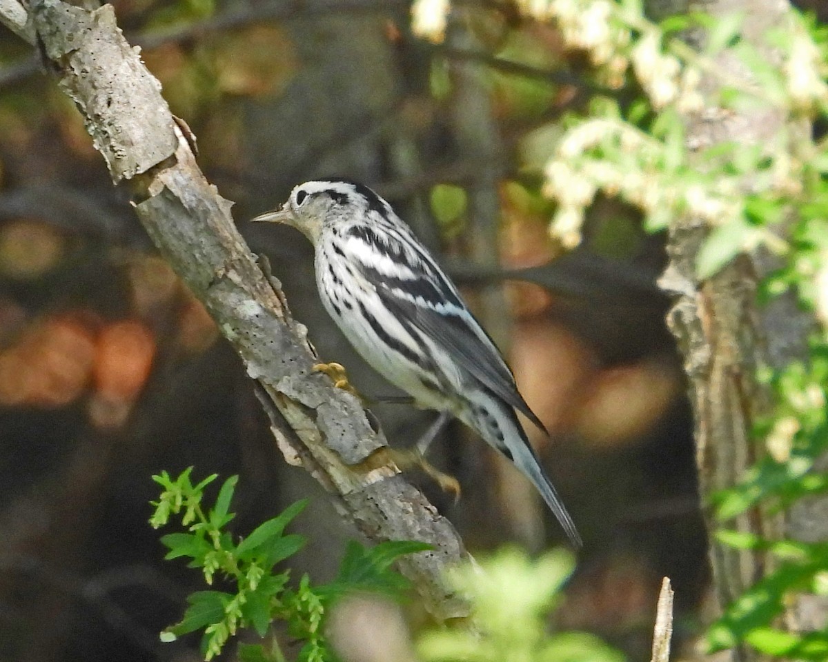 Black-and-white Warbler - ML642063421