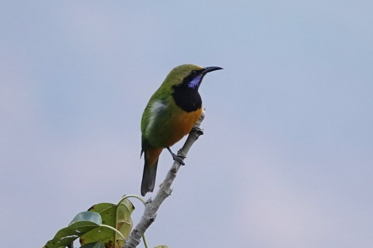 Orangebauch-Blattvogel (hardwickii/malayana) - ML642063431