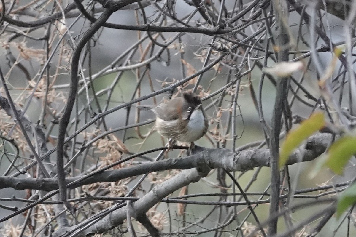 Yuhina à cou roux - ML642063433